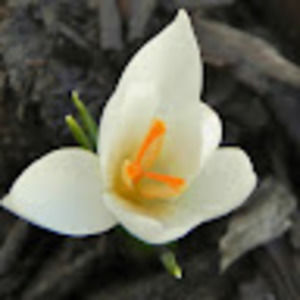 Meet your Posher, Gabriella